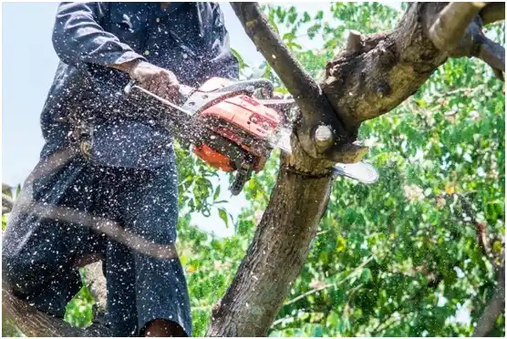 tree services Lampeter